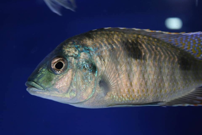 Trematocranus placodon